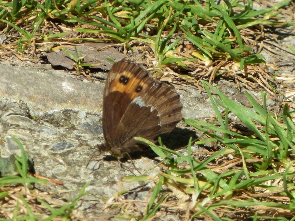 Erebia ligea